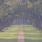 Oak Alley Plantation im Morgendunst