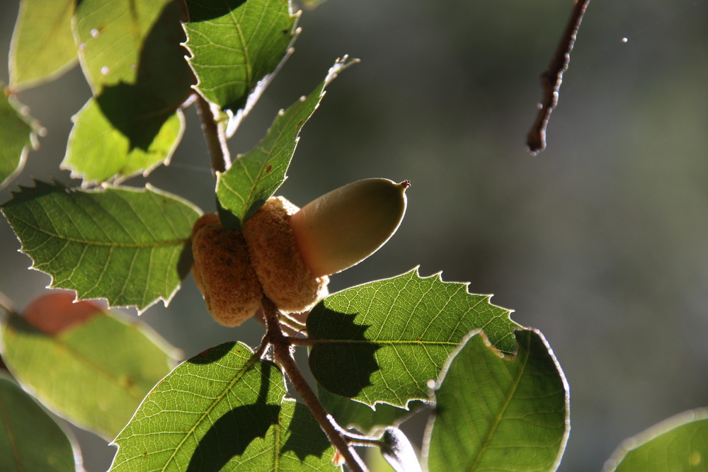 oak and leaves