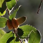 oak and leaves