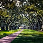 Oak Halley Plantation