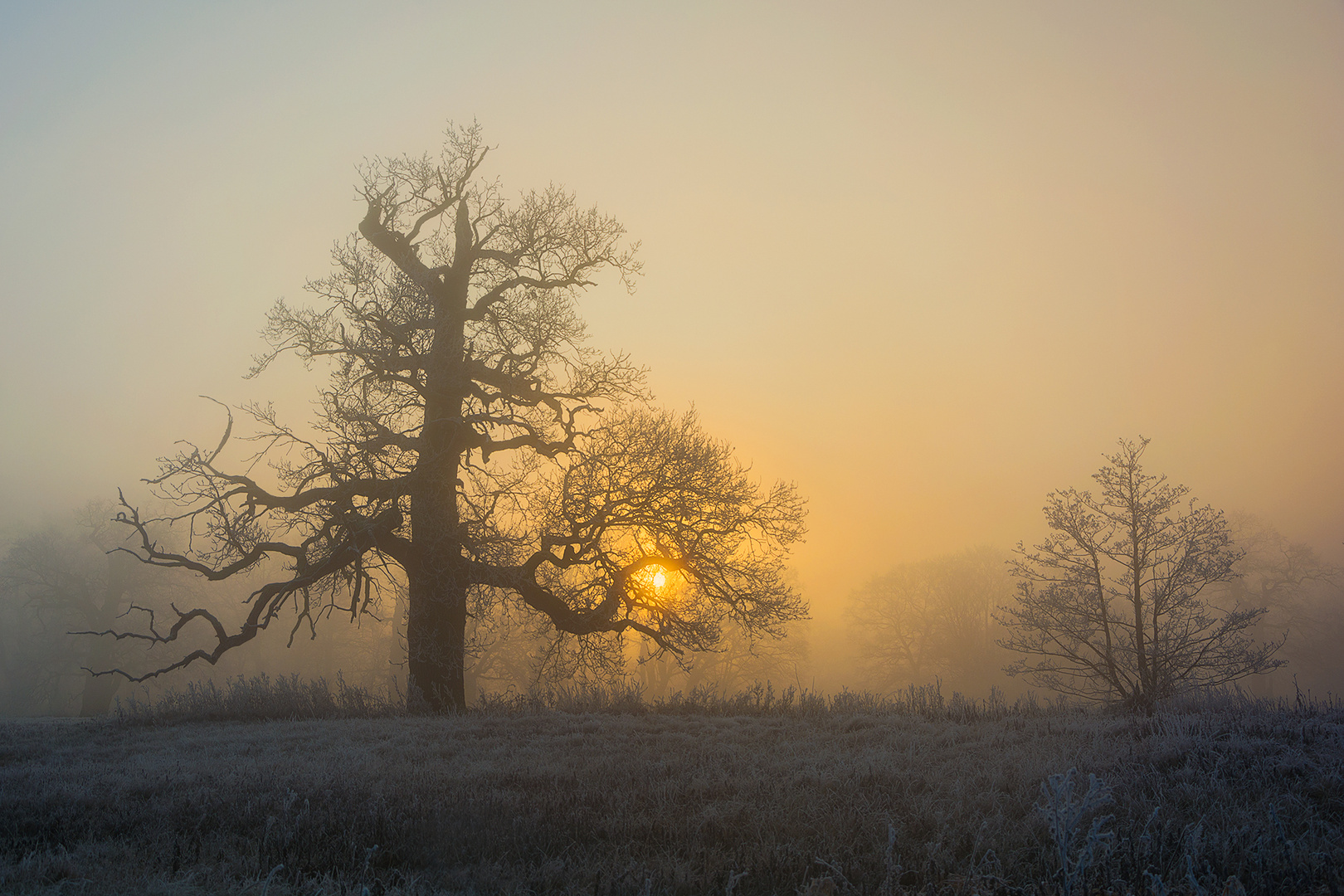 Oak in fog.