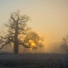 Oak in fog.