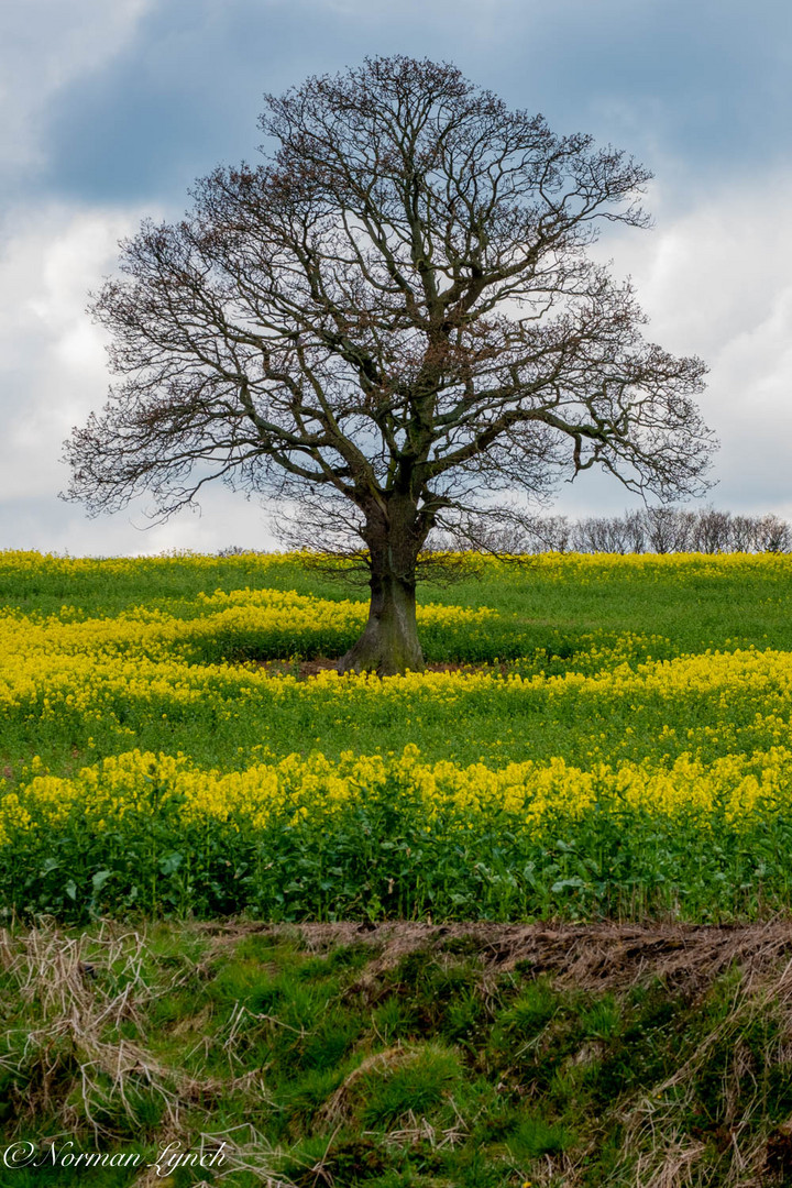 Oak in rape field