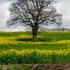 Oak in rape field