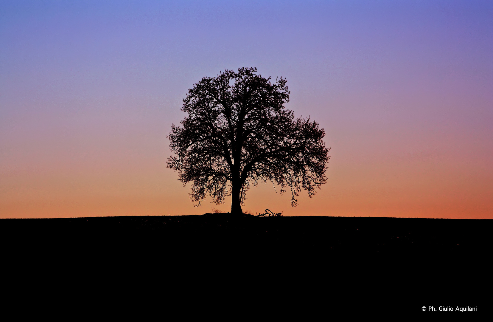 Oak in the dark