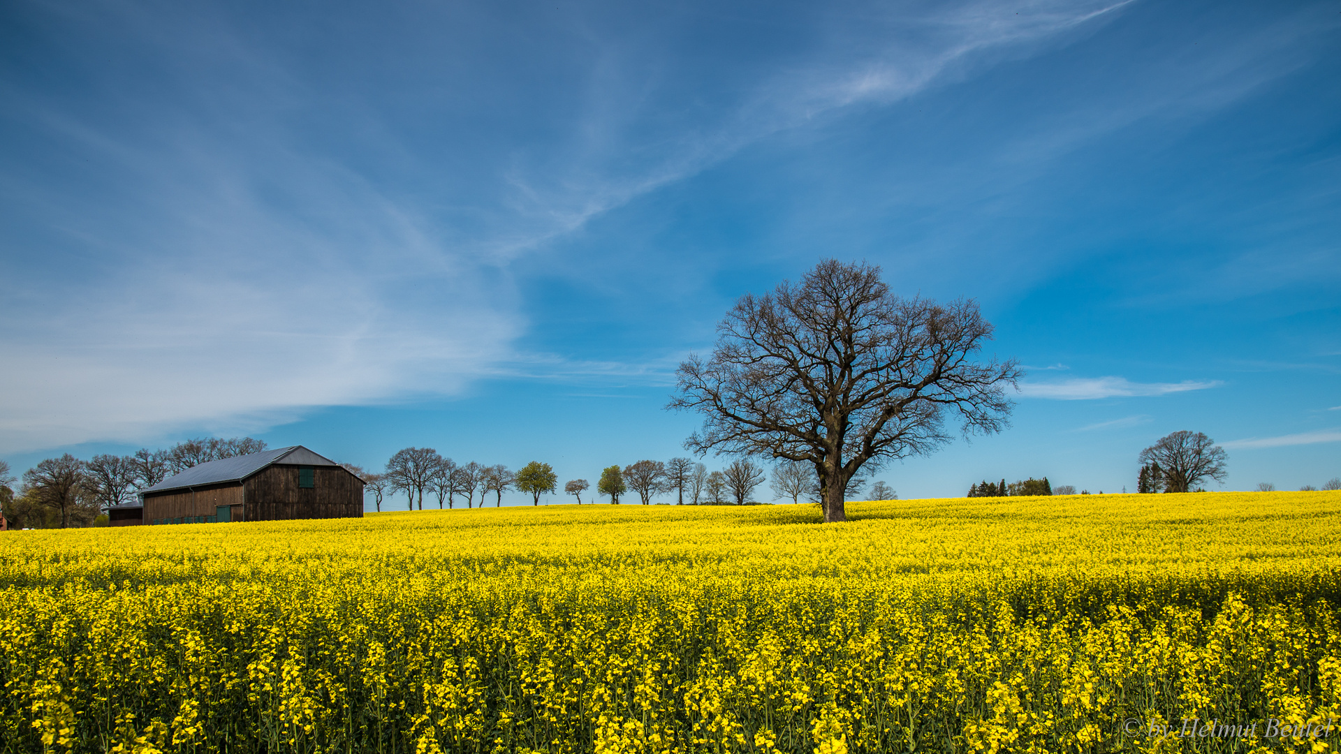 Oak in the field 2