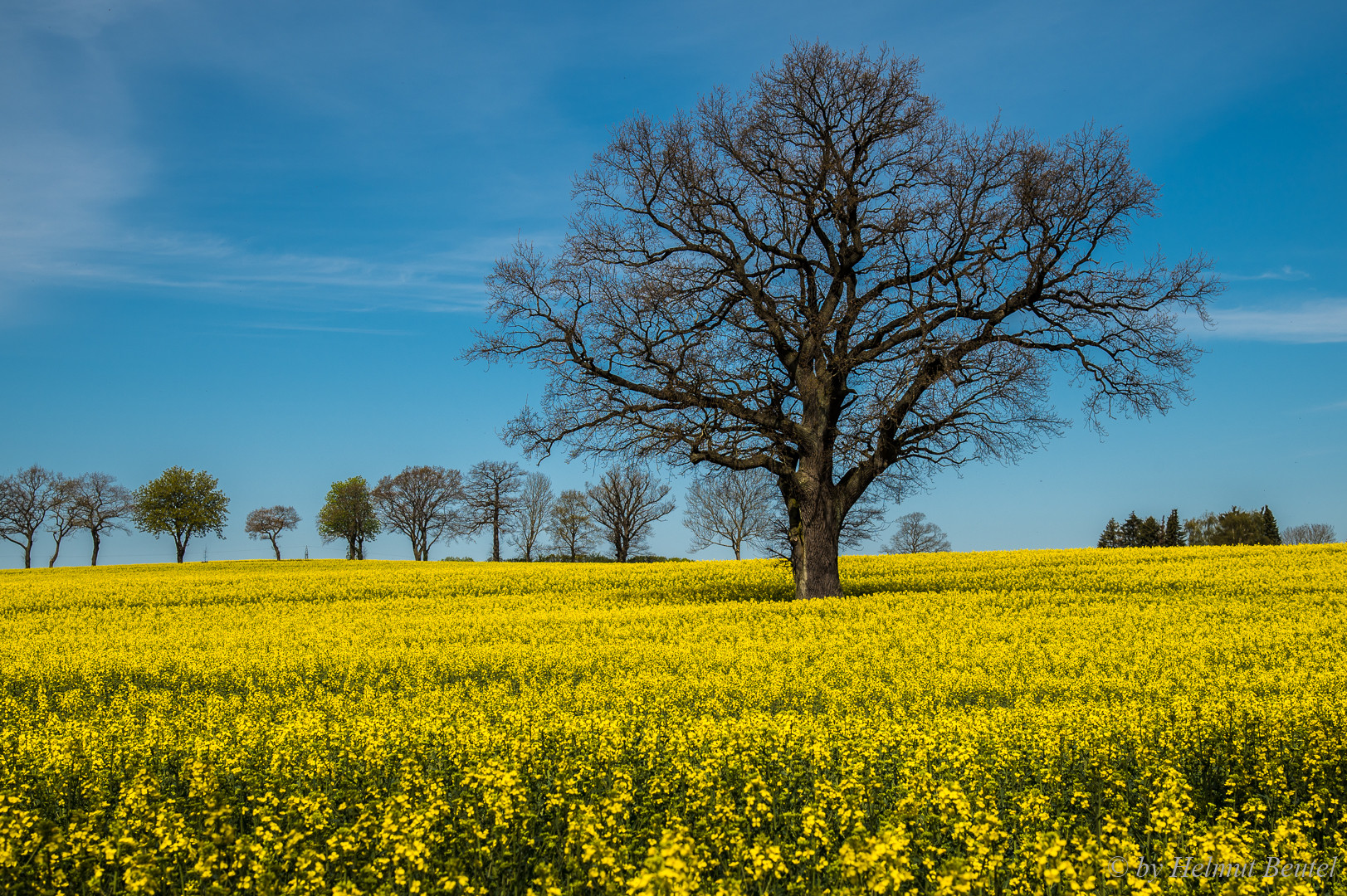 Oak in the field