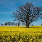 Oak in the field