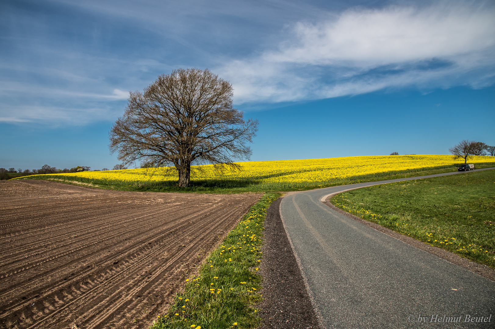 Oak in the fields