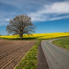 Oak in the fields