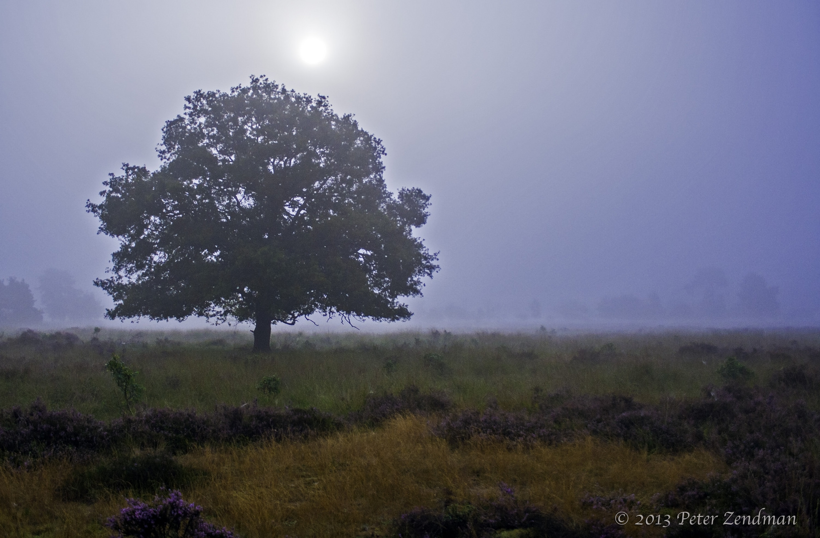 Oak in the fog