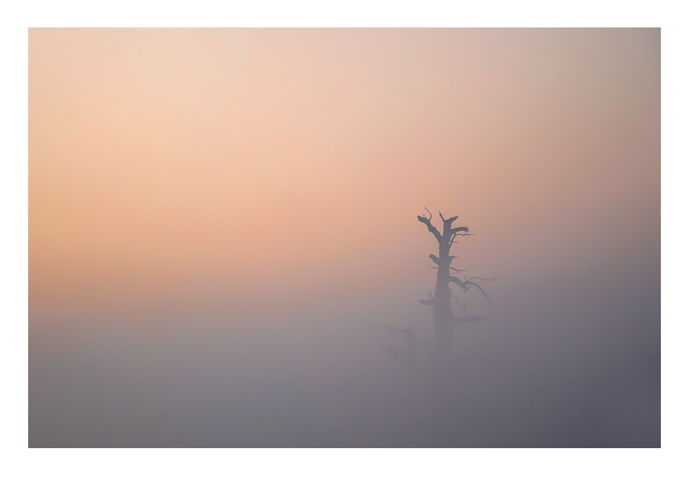 Oak in the fog.