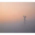 Oak in the fog.