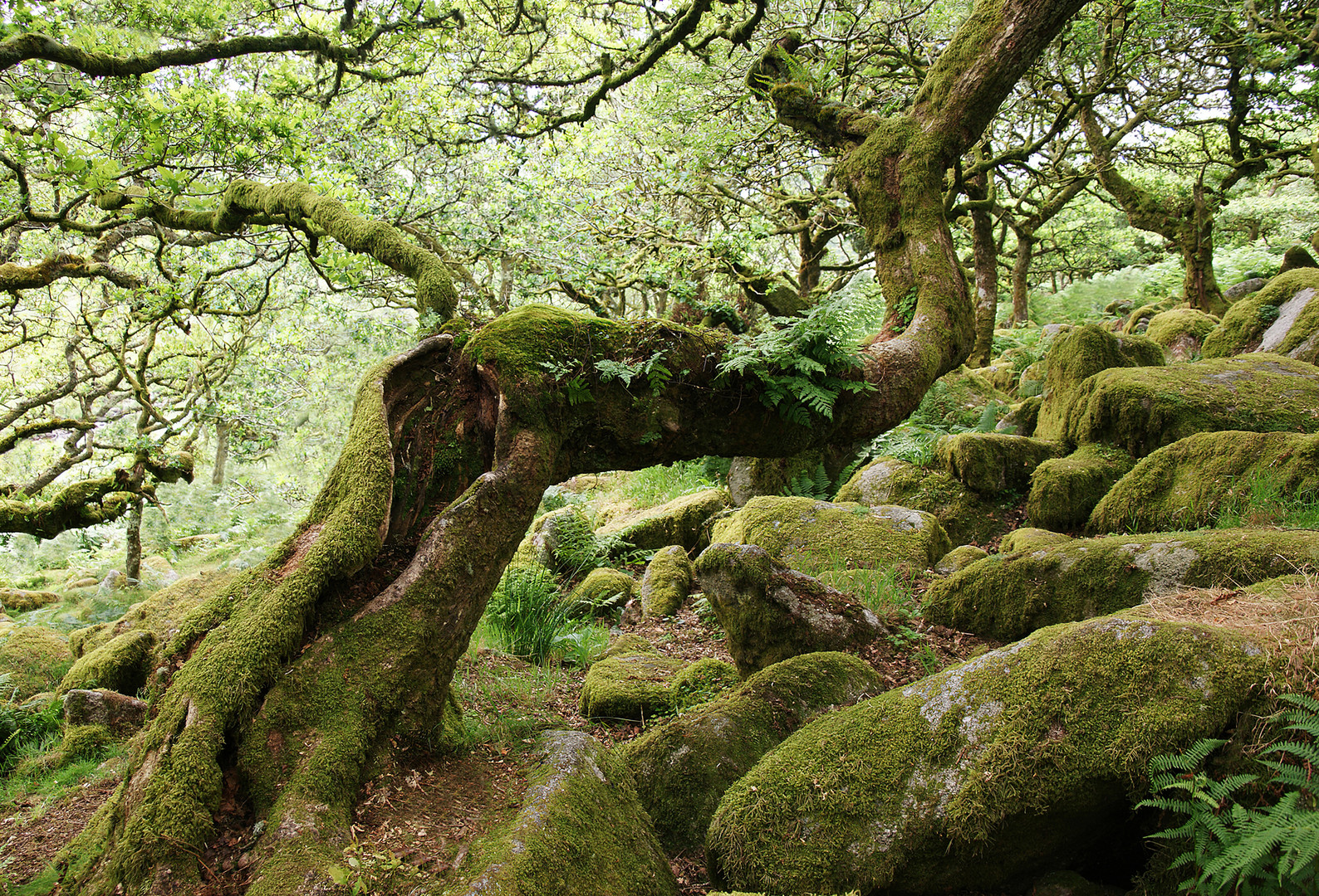 Oak in Whistman´s Wood