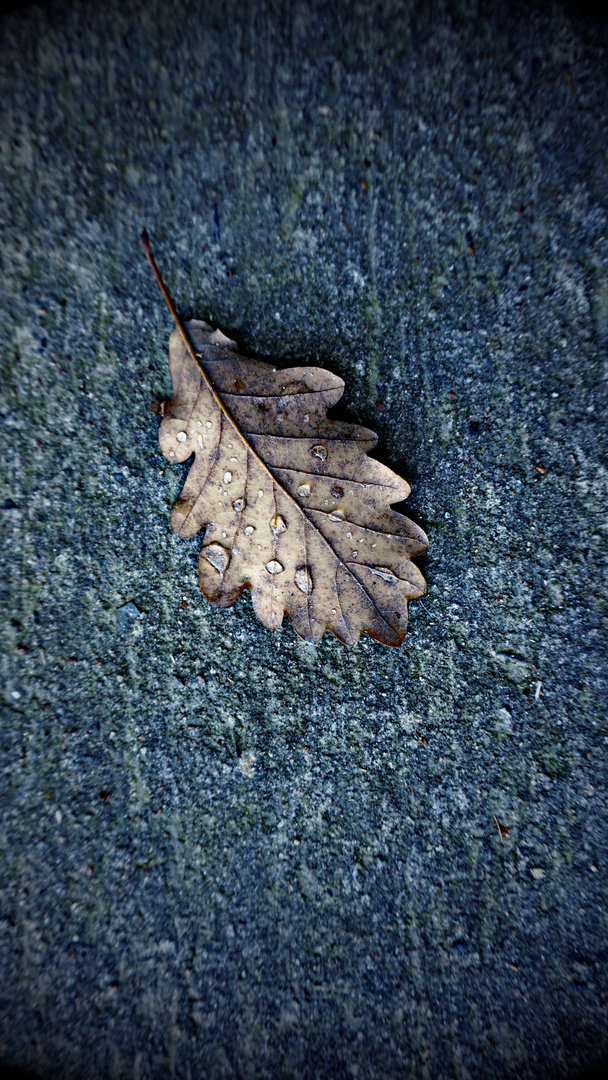 oak leaf 