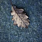 oak leaf 