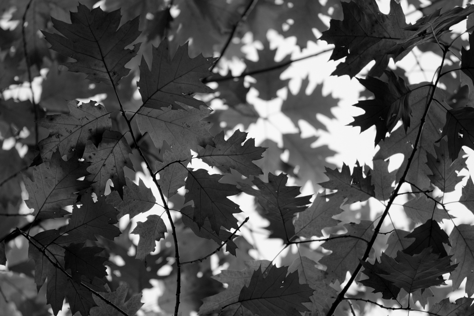 Oak leafs