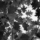 Oak leafs