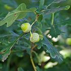 oak leaves