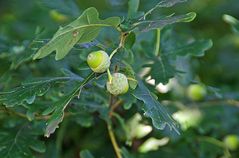 oak leaves