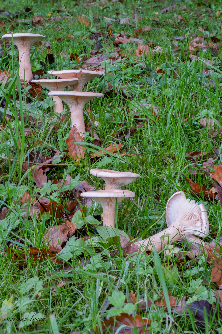  Oak Milk Cap