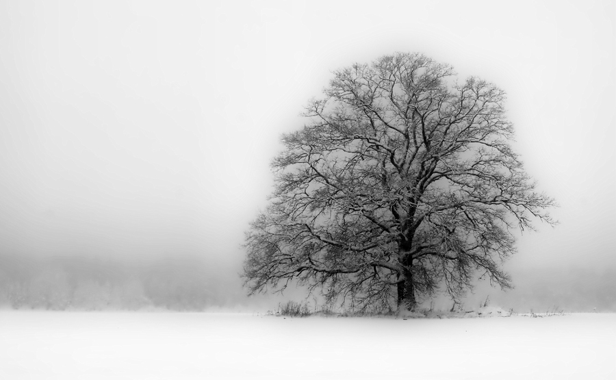 oak, snow and the mist