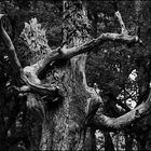 Oak struck by lightning