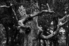 Oak struck by lightning