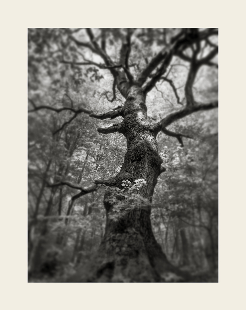 Oak tree 2