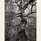 Oak tree 2