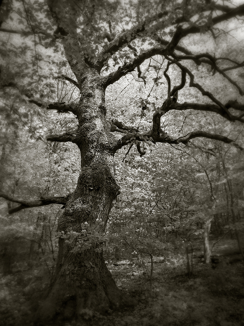 Oak tree