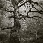 Oak tree