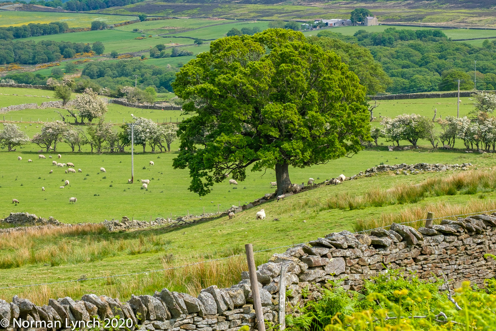 Oak Tree