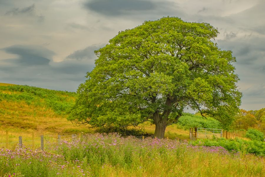 Oak tree