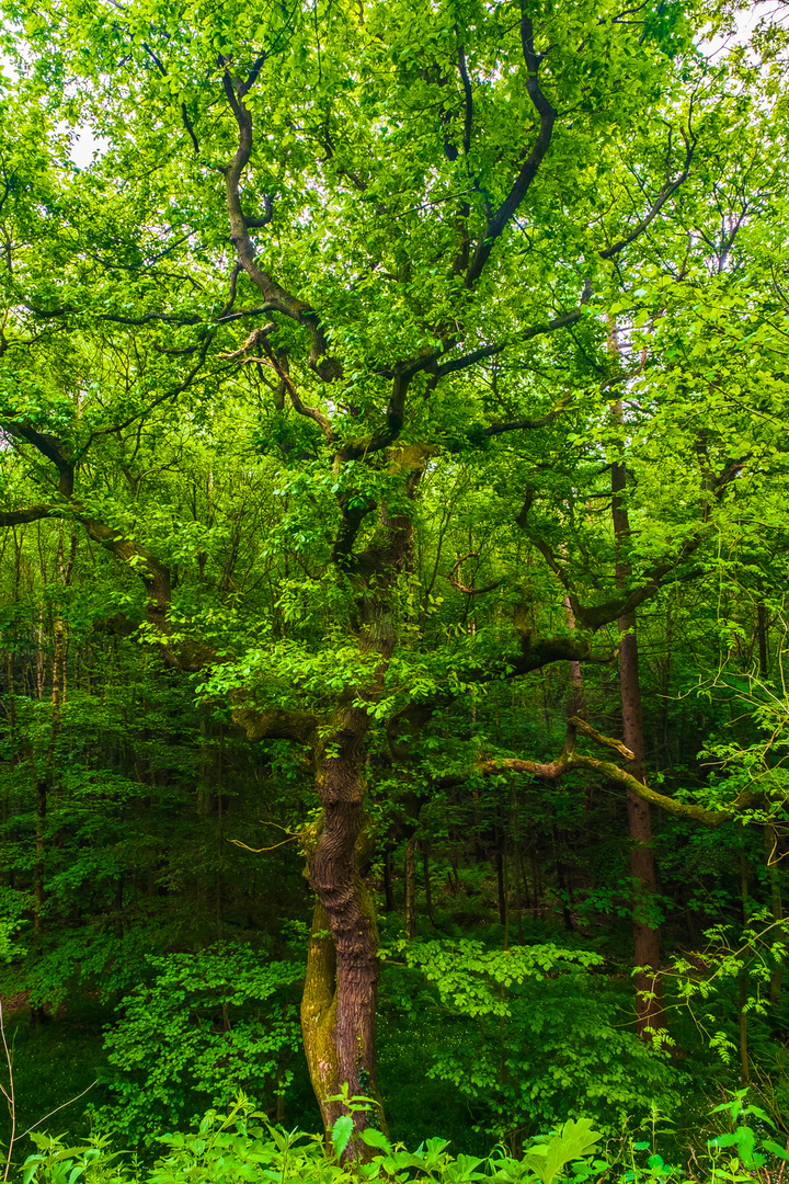 "Oak Tree"