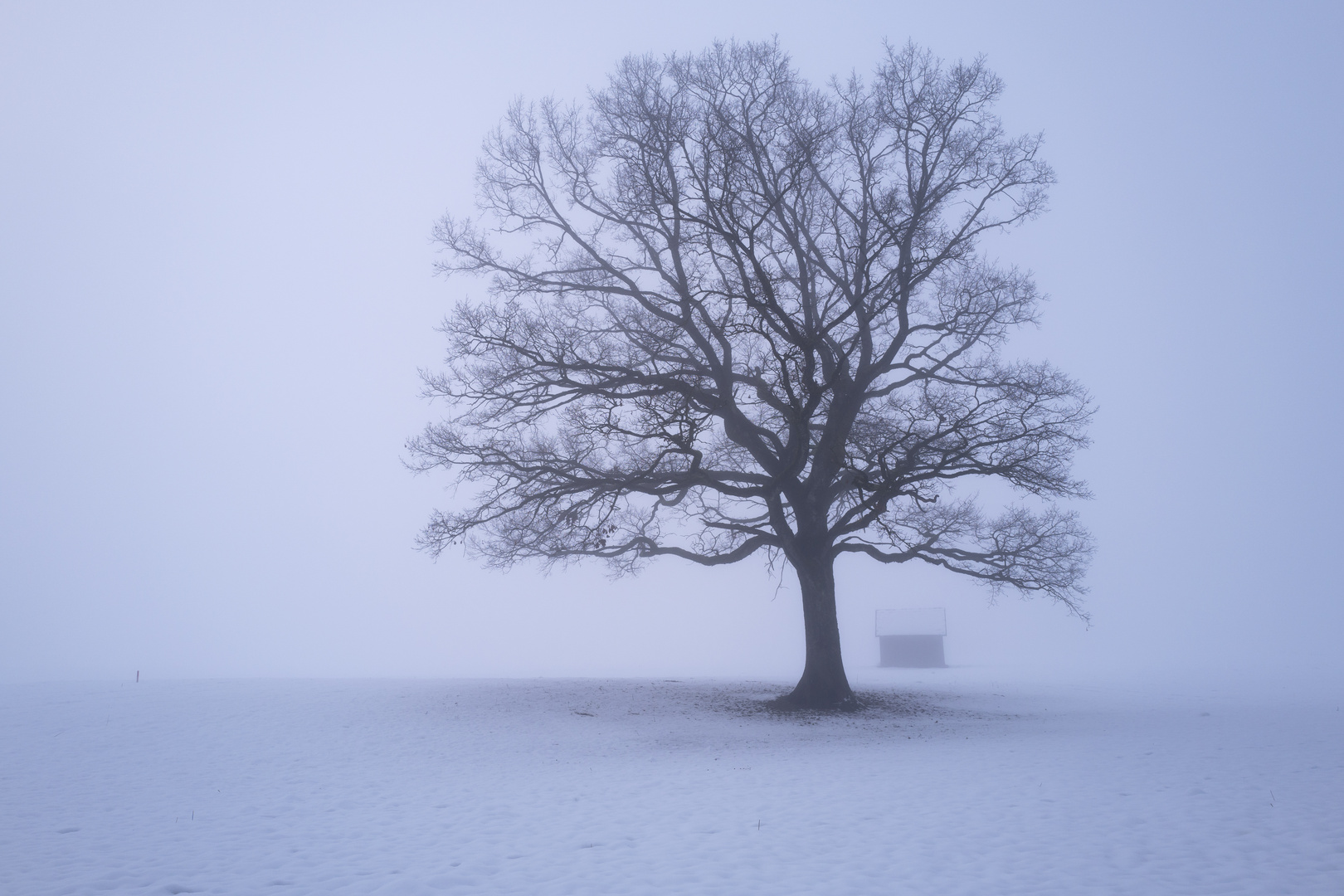 oak tree