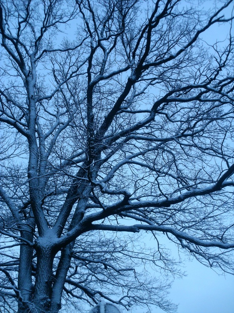 Oak Tree in Snow