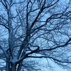 Oak Tree in Snow