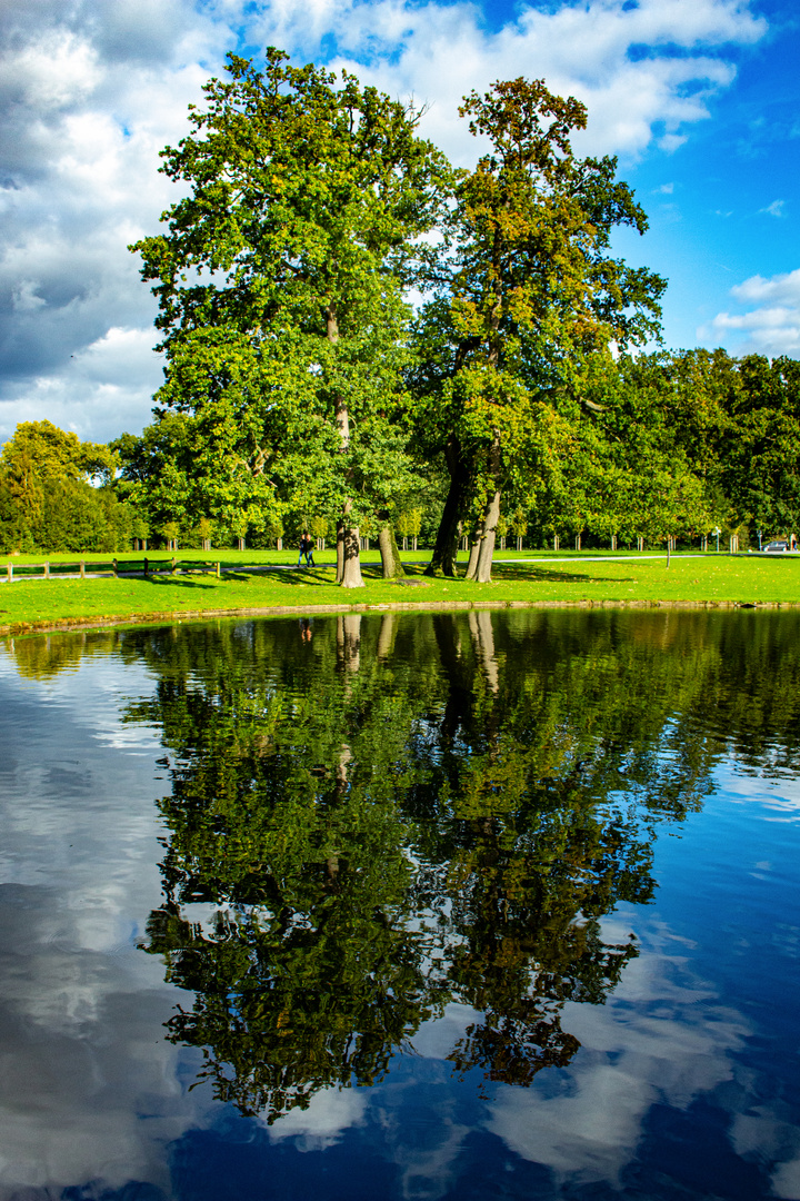 Oak Trees