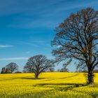 Oaks in the field