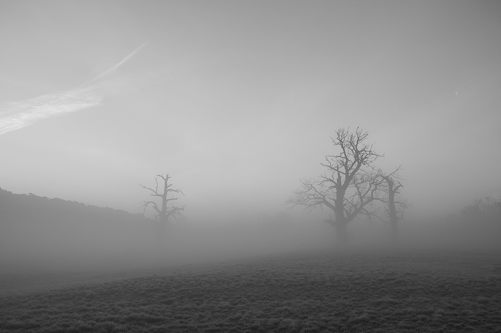 Oaks in the fog