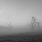 Oaks in the fog