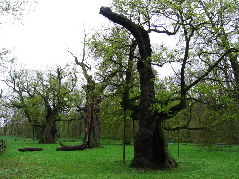 Oaks of Rogalin