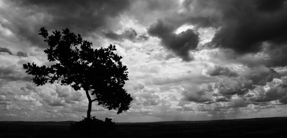 Oaktree before rain