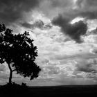 Oaktree before rain