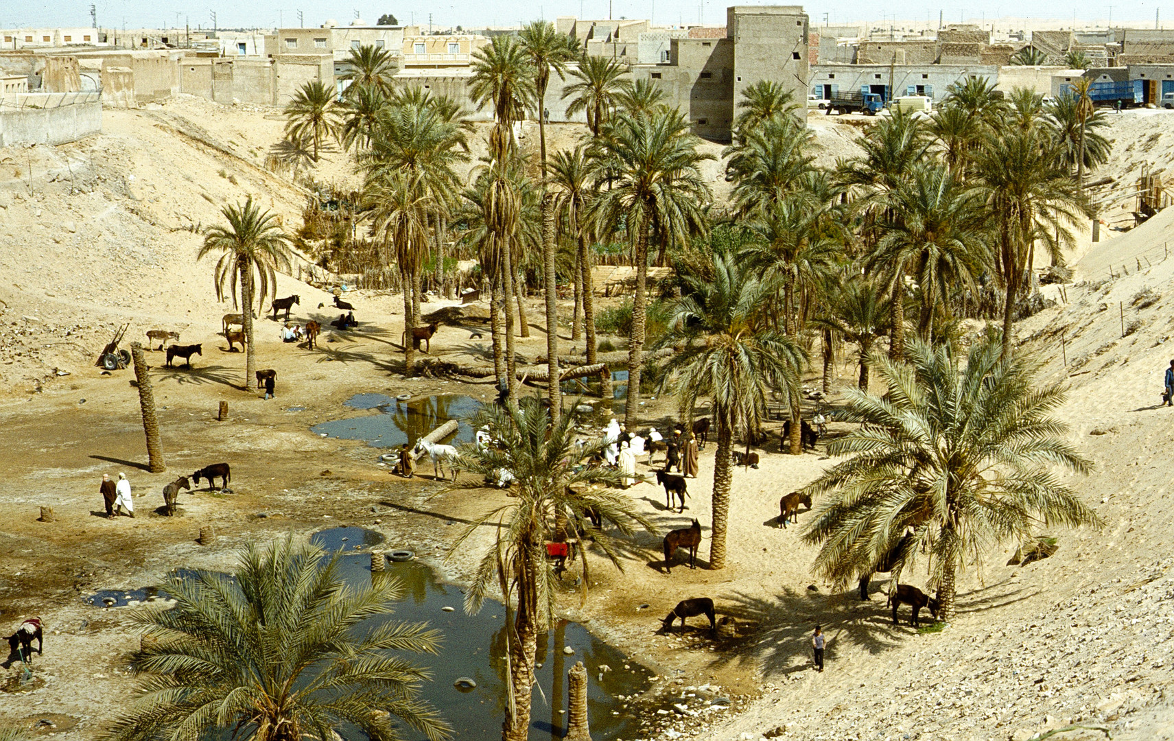 Oase Foto & Bild | africa, north africa, palmen Bilder auf fotocommunity