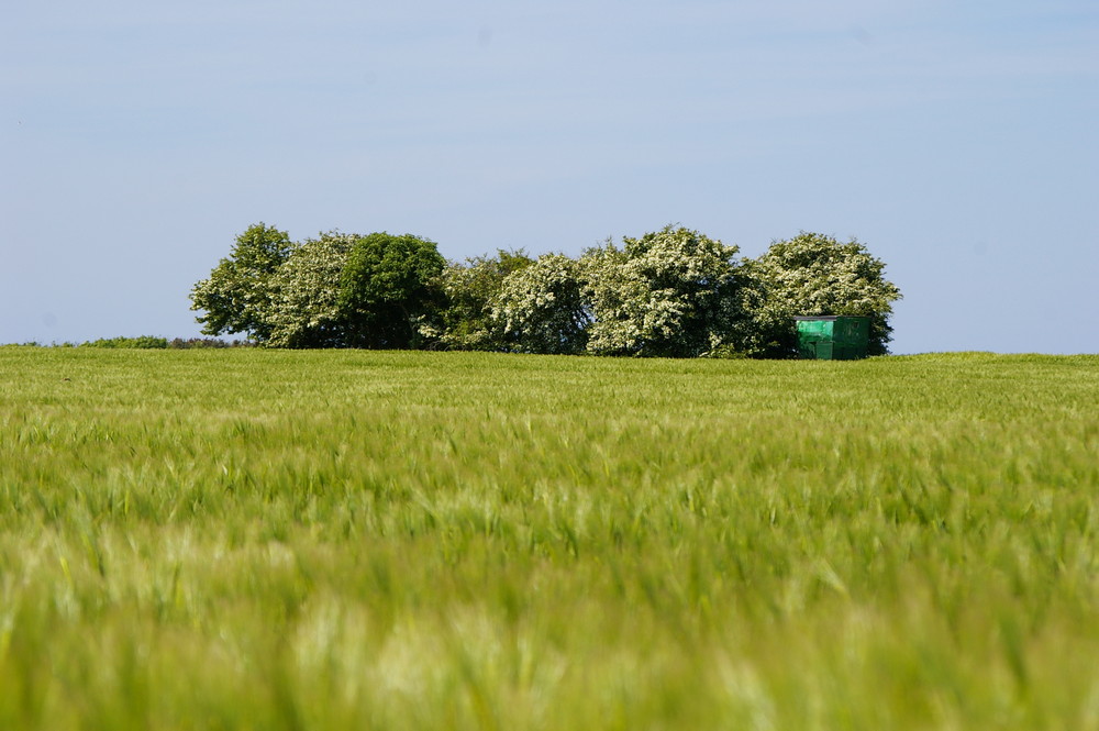 Oase im Weizenfeld