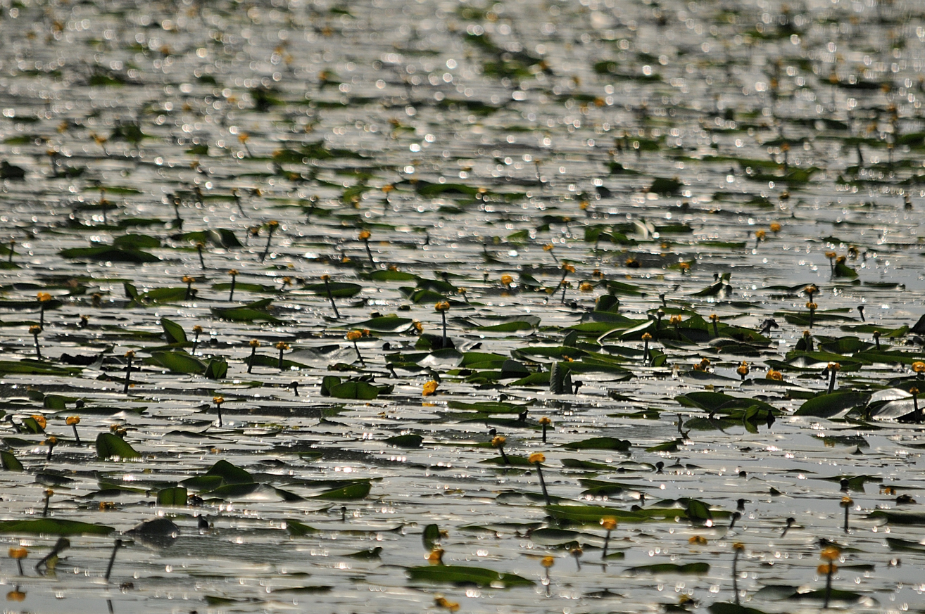 Oasi di Argenta