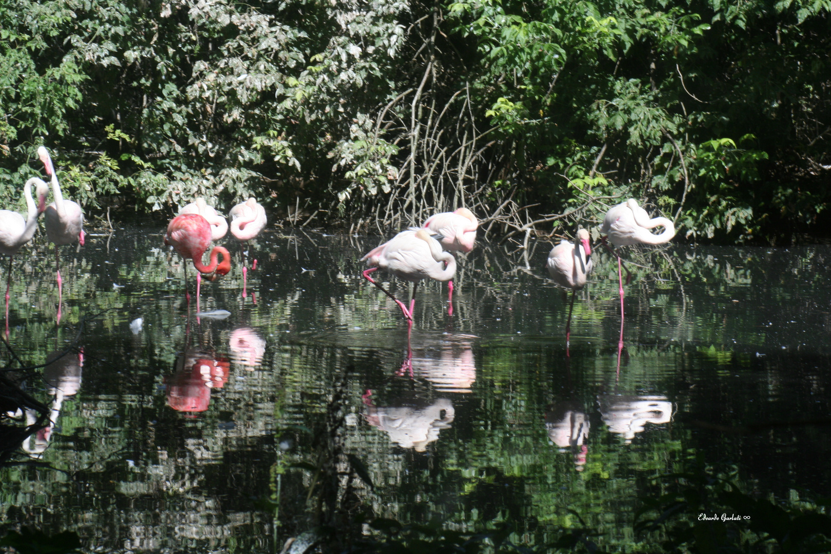 Oasi di Sant'Alessio - Fenicotteri rosa 