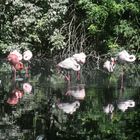 Oasi di Sant'Alessio - Fenicotteri rosa 